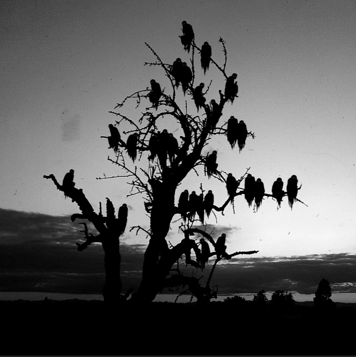 Silhouette